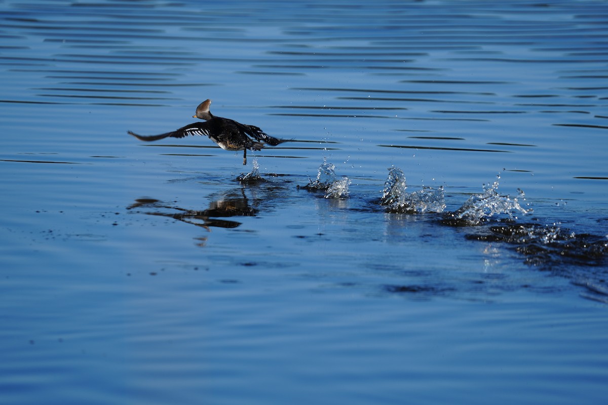 Hooded Merganser - ML646867748