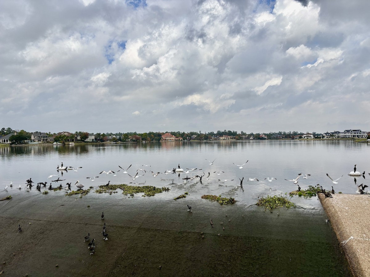 Ring-billed Gull - ML646867749