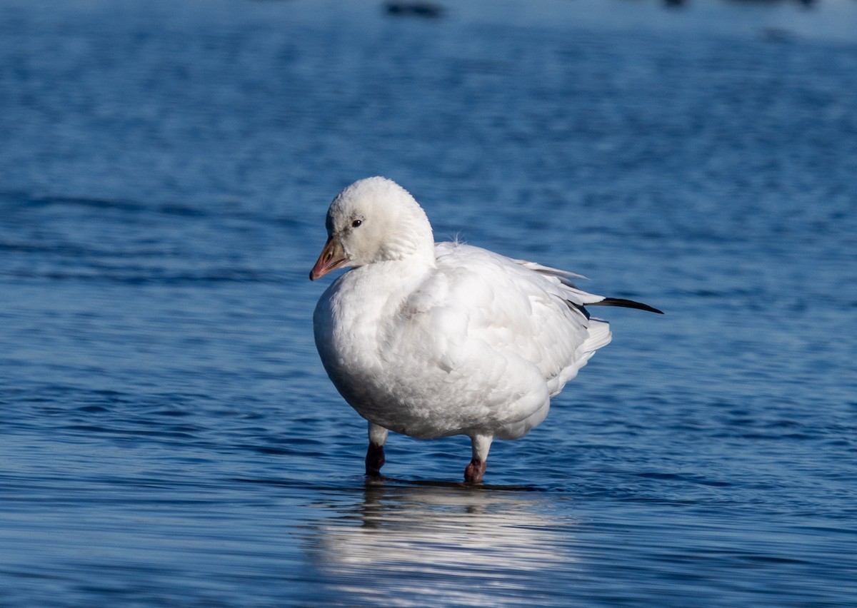 Ross's Goose - ML646867750