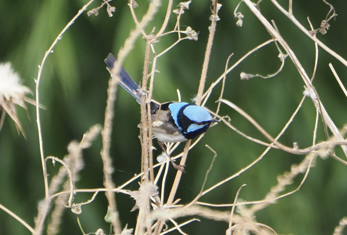 Superb Fairywren - ML646867752