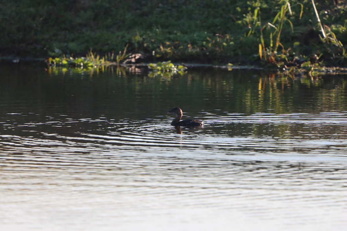 Pied-billed Grebe - ML646867754