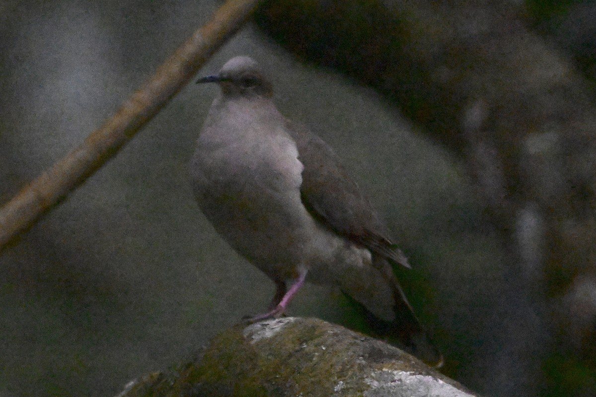 White-tipped Dove - ML646867755