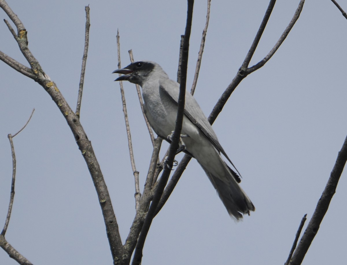 Black-faced Cuckooshrike - ML646867757