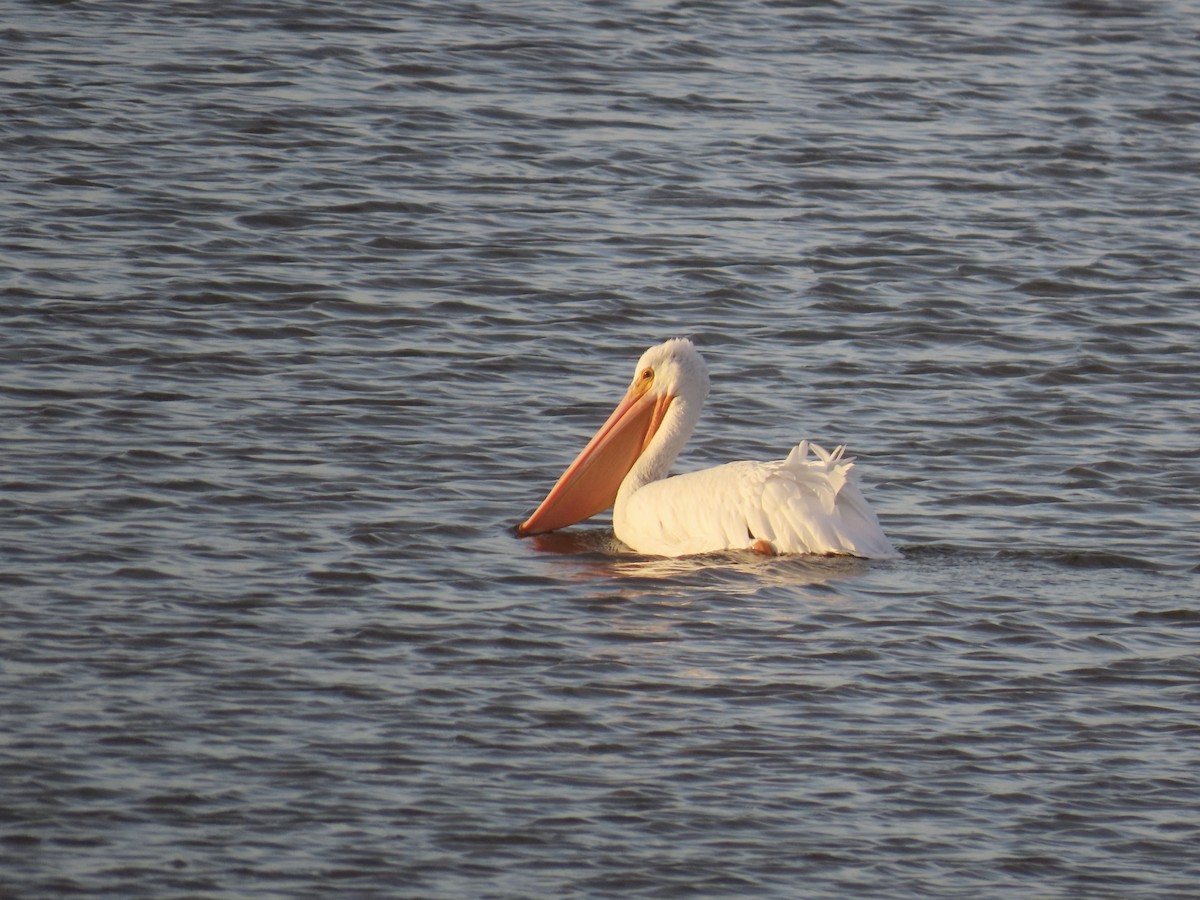 American White Pelican - ML646867758