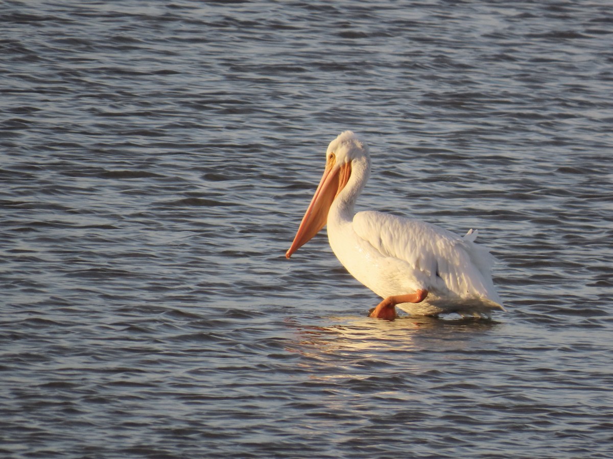 American White Pelican - ML646867759
