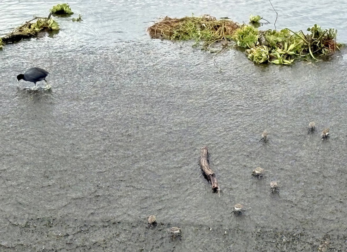 Least Sandpiper - ML646867761