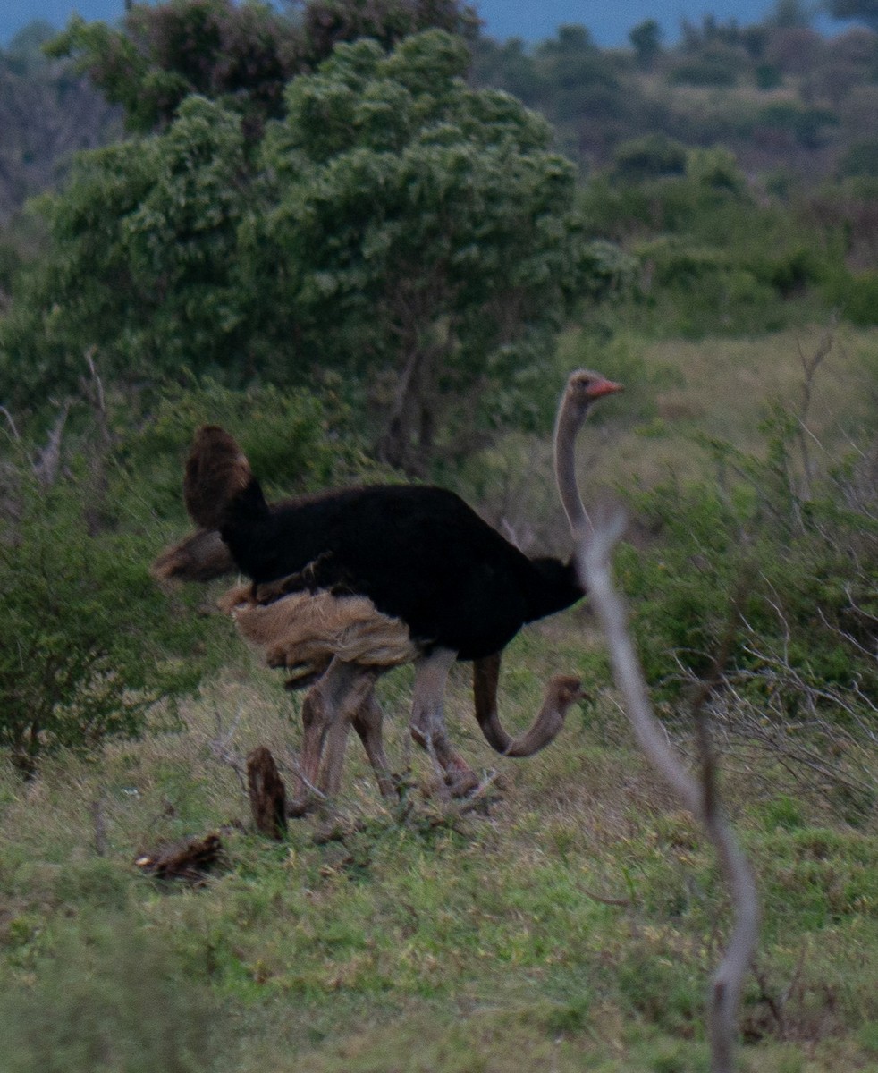 Common Ostrich - ML646867762