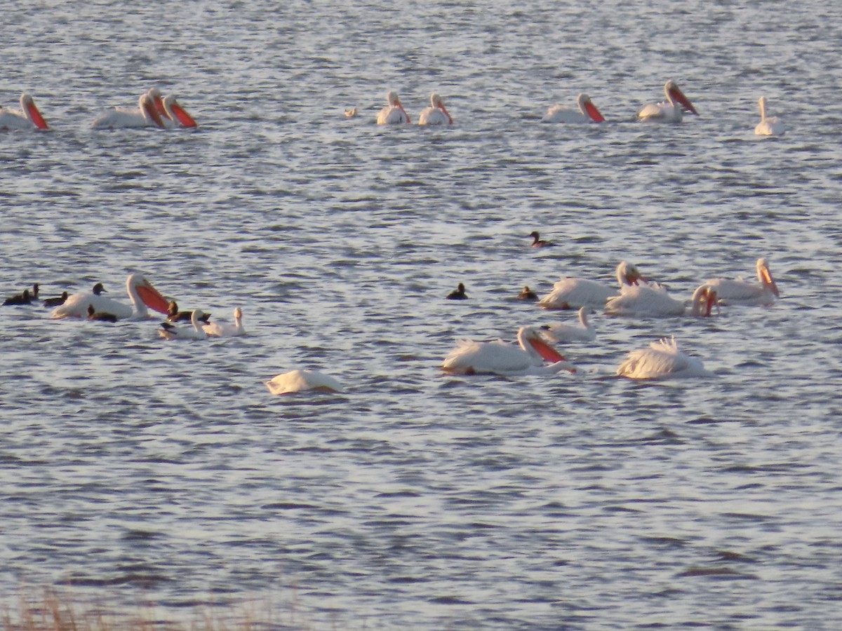 American White Pelican - ML646867763