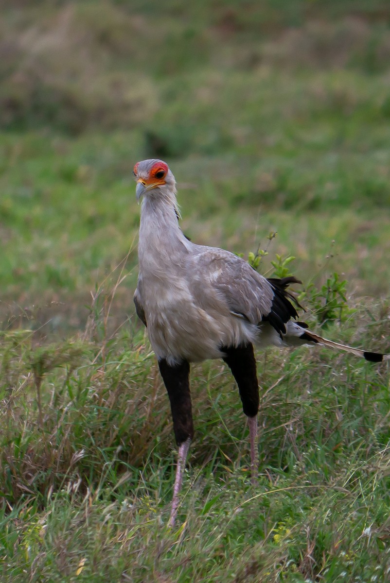 Secretarybird - ML646867764