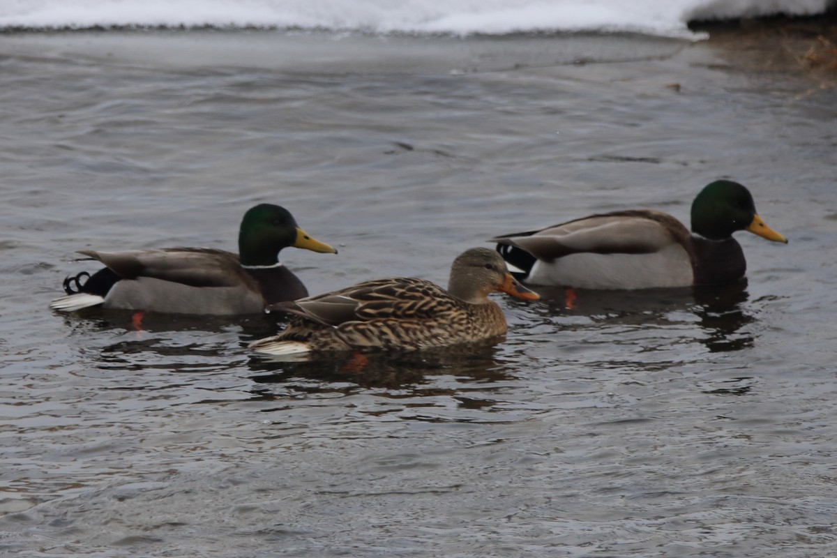 綠頭鴨 - ML646867765