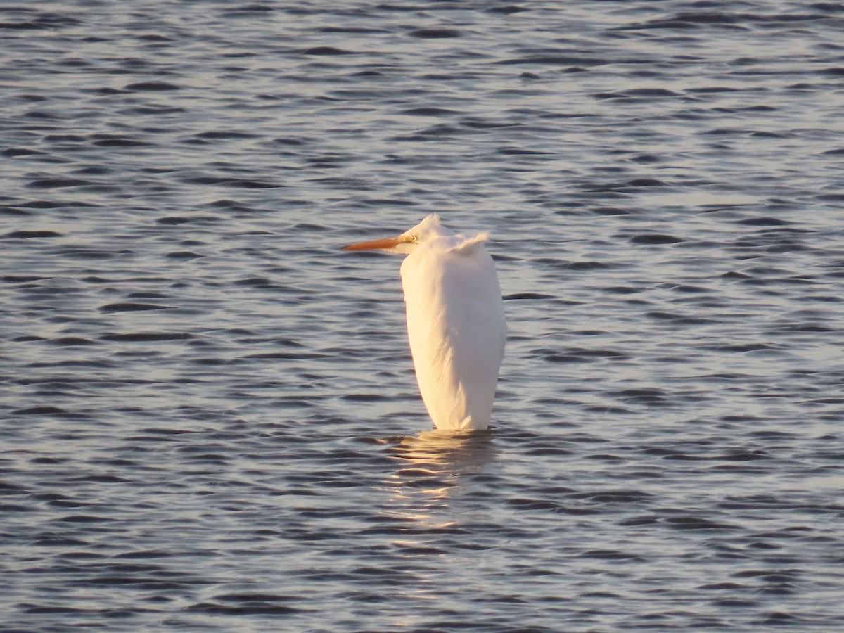 大白鷺 - ML646867766