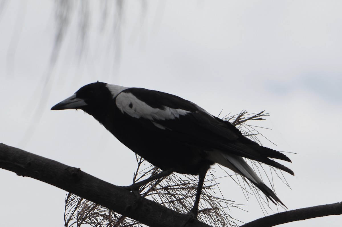 Australian Magpie - ML646867767