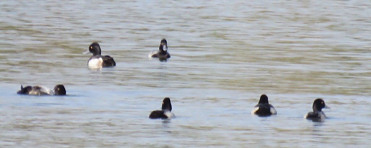 小斑背潛鴨 - ML646867768