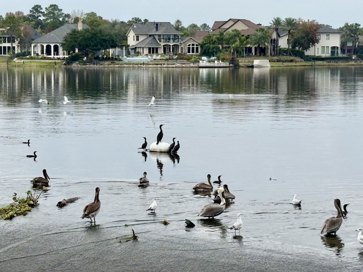 Brown Pelican - ML646867770