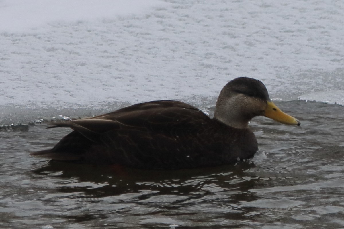 American Black Duck - ML646867771