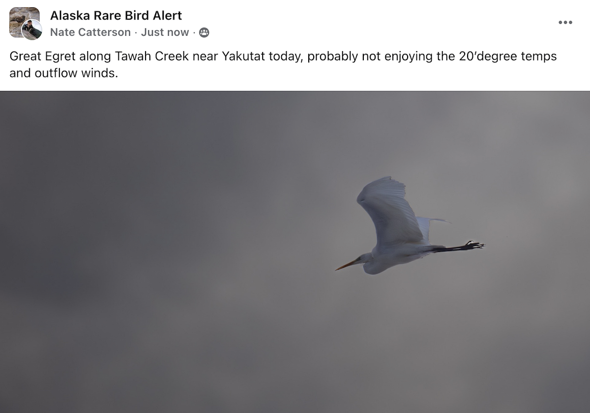 Цасч дэглий - ML646867772