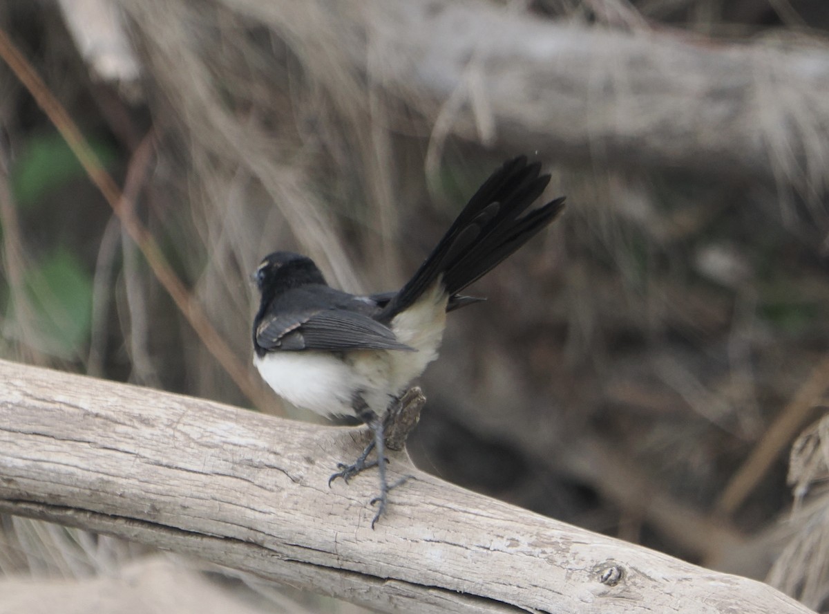Willie-wagtail - ML646867773