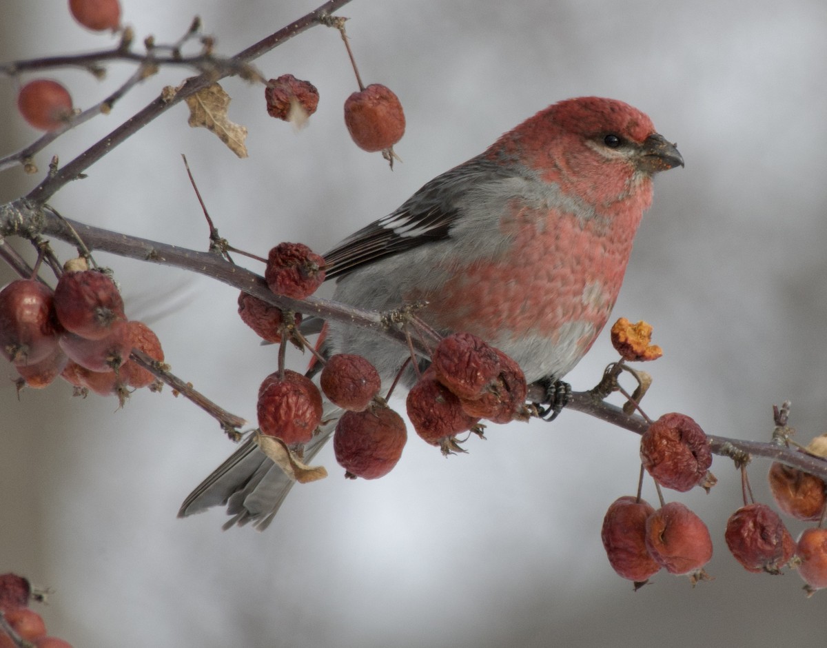 Pine Grosbeak - ML646867775
