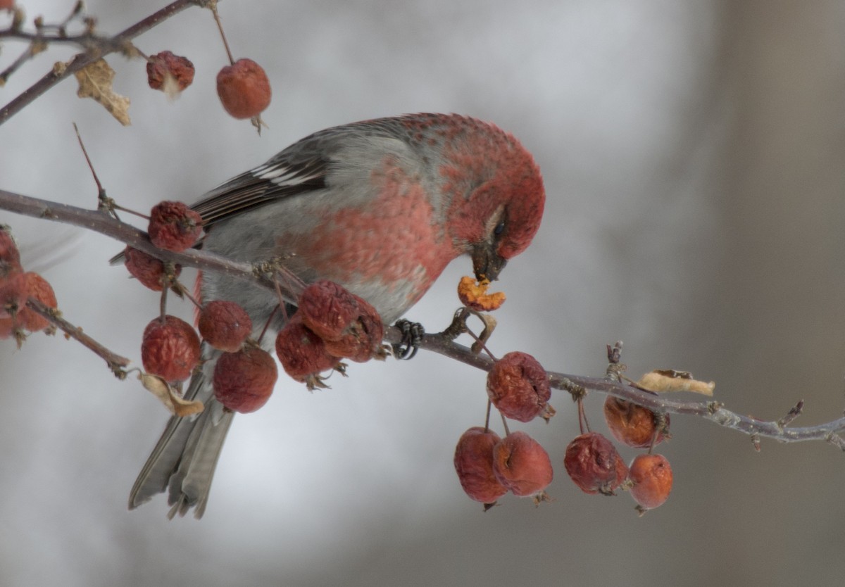 Pinu-gailupa - ML646867776