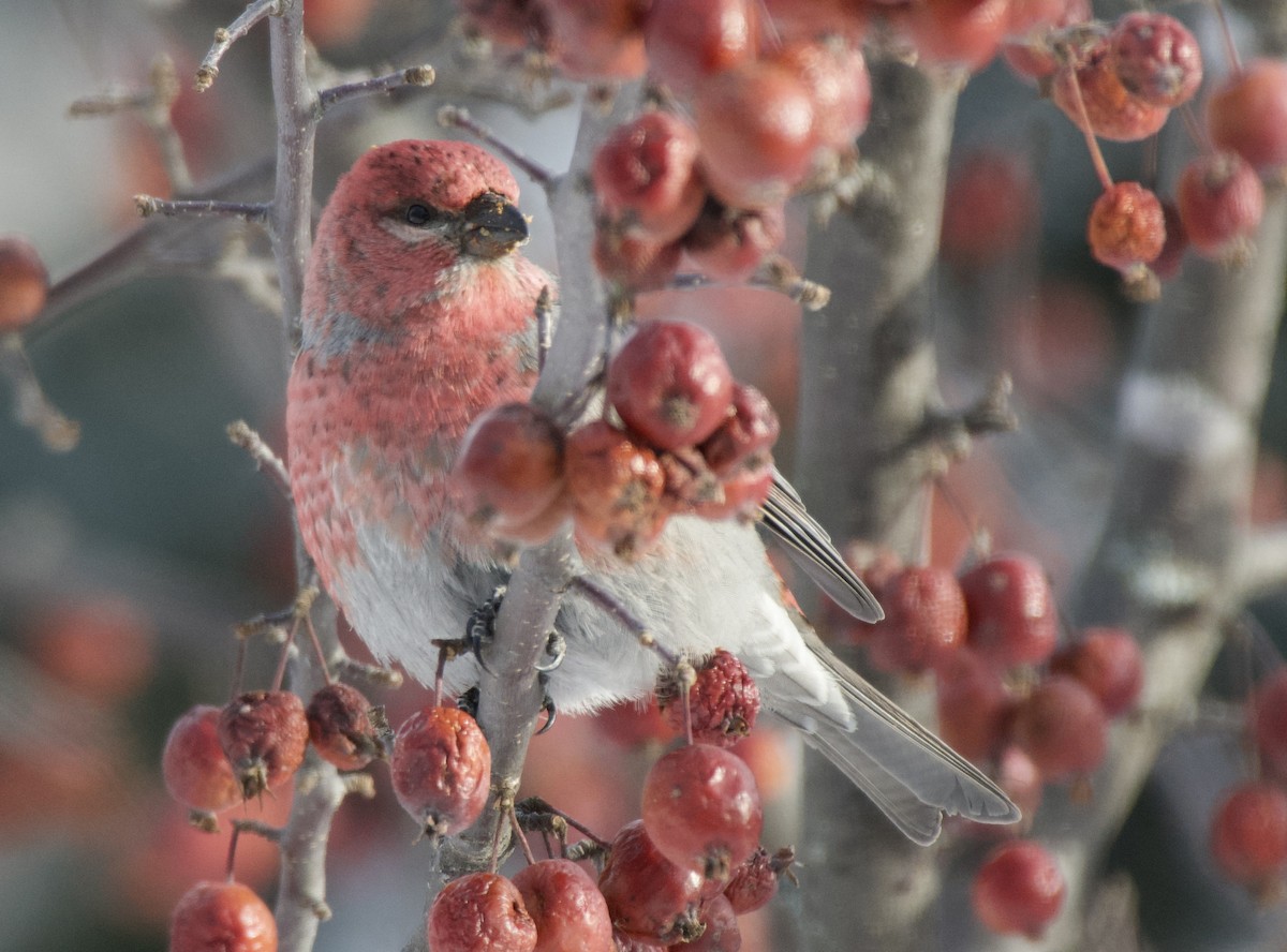 Pinu-gailupa - ML646867777