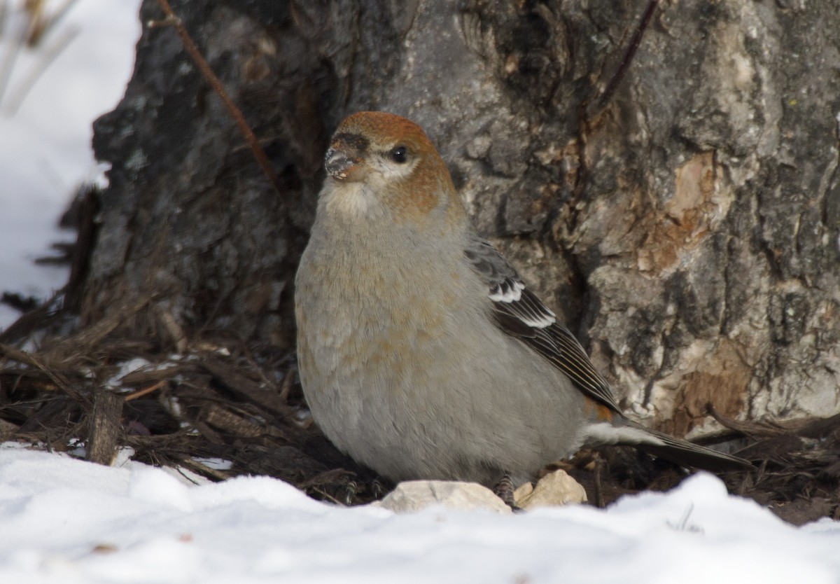 Pinu-gailupa - ML646867778