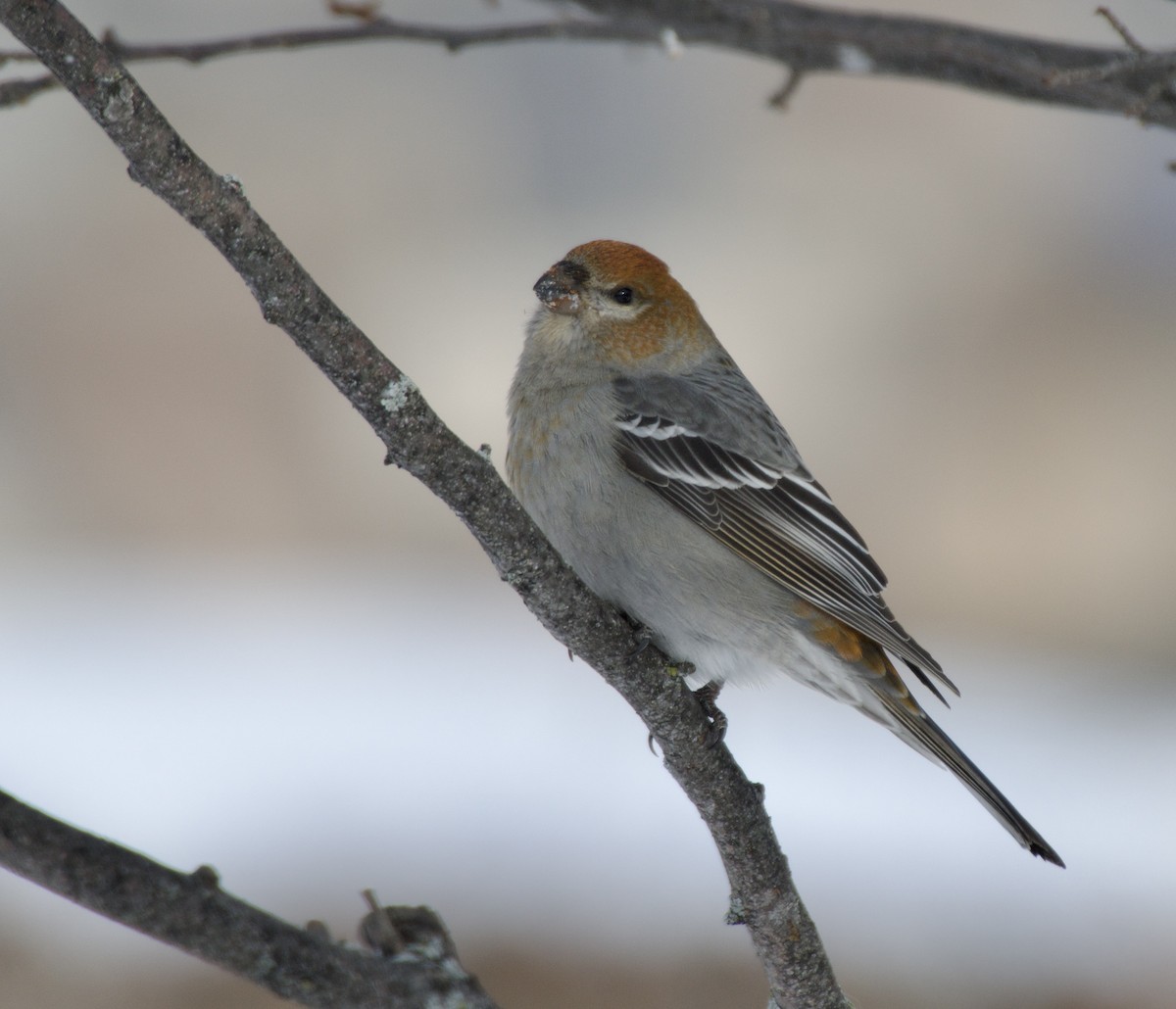 Pinu-gailupa - ML646867779