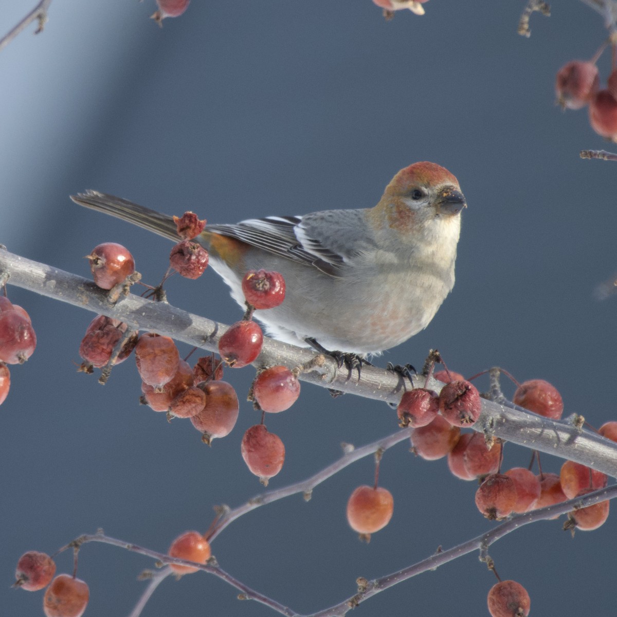 Pinu-gailupa - ML646867780