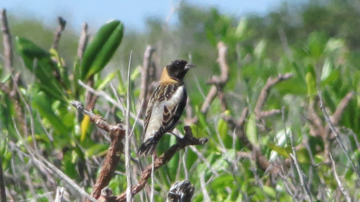 Bobolink - ML646867781
