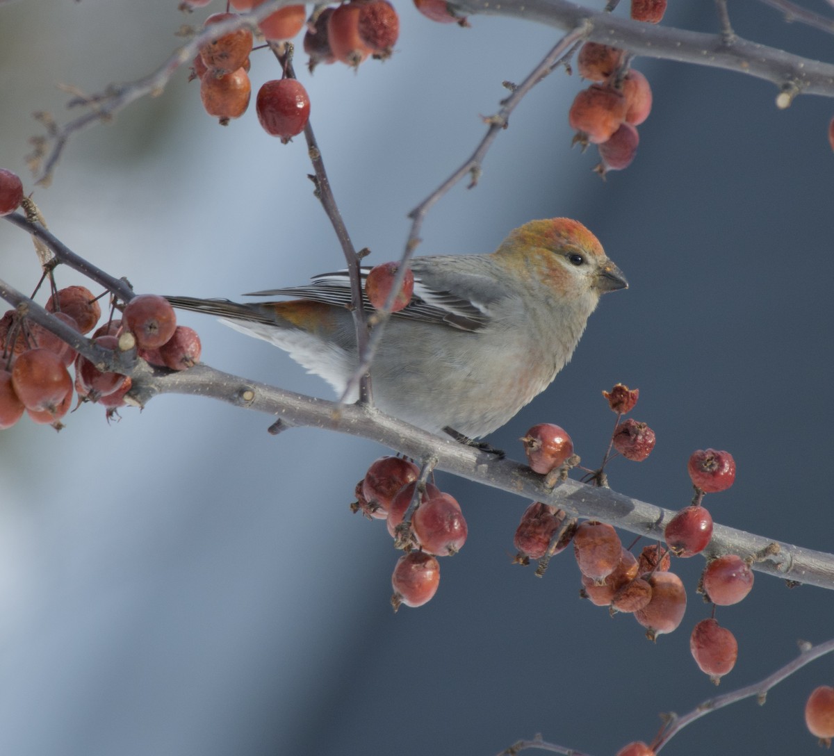 Pinu-gailupa - ML646867782