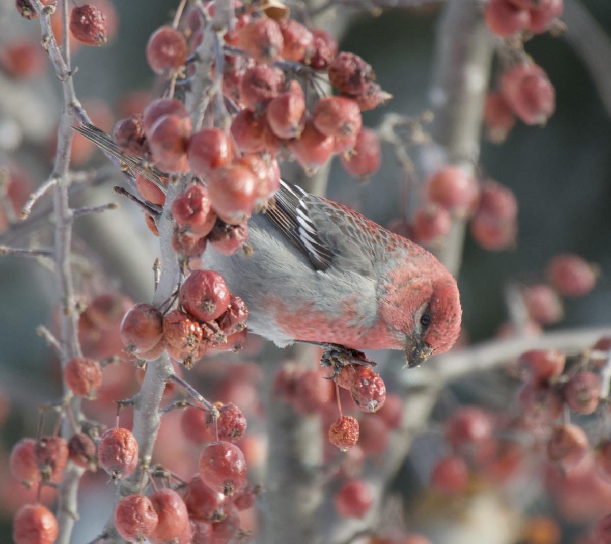 Pinu-gailupa - ML646867783