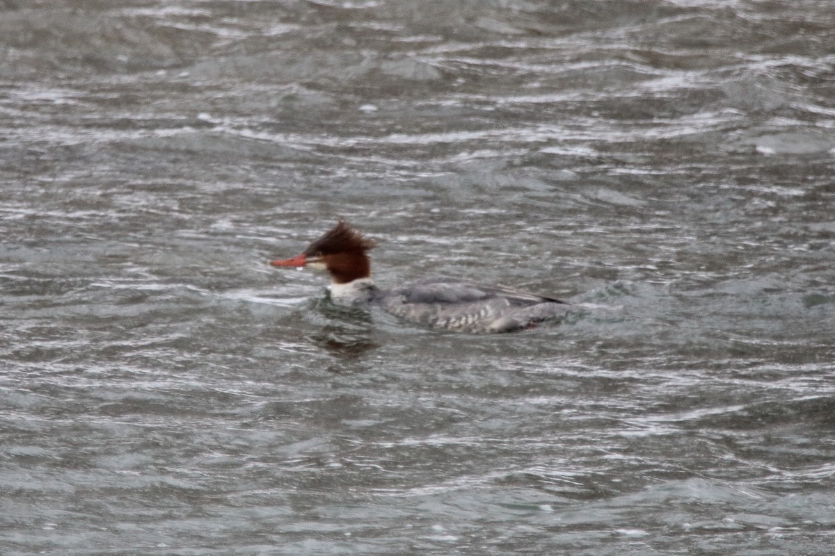 川秋沙 - ML646867784