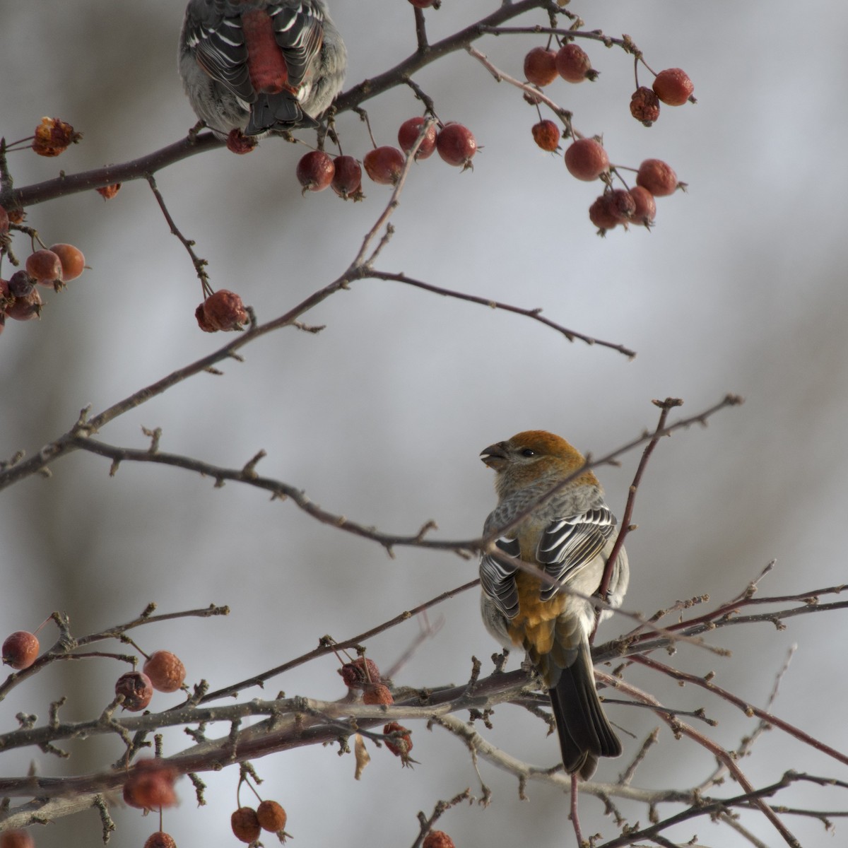 Pinu-gailupa - ML646867786