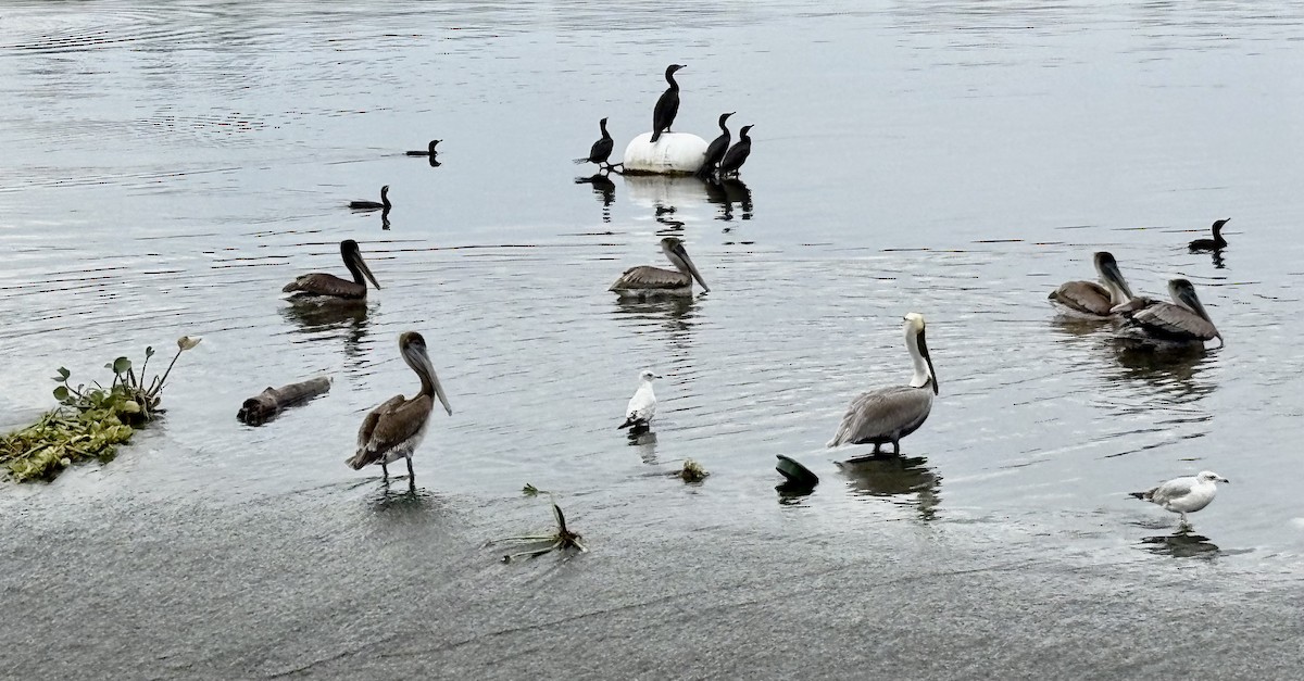 Brown Pelican - ML646867787