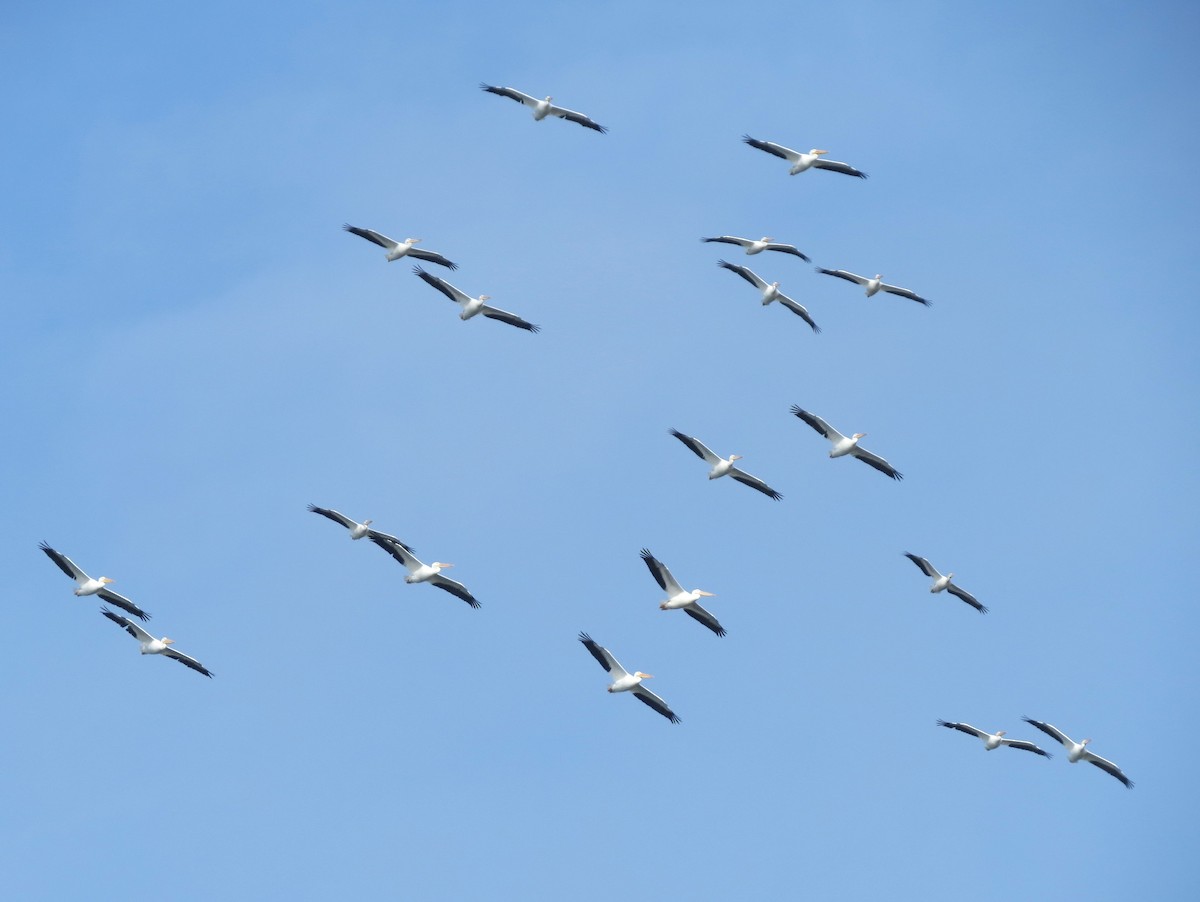 Пеликан-носорог - ML646867788