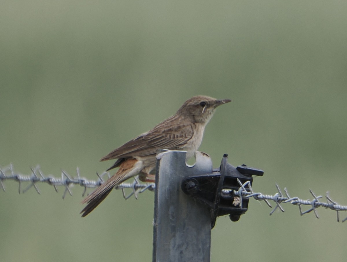 Роляк рудогузий - ML646867790