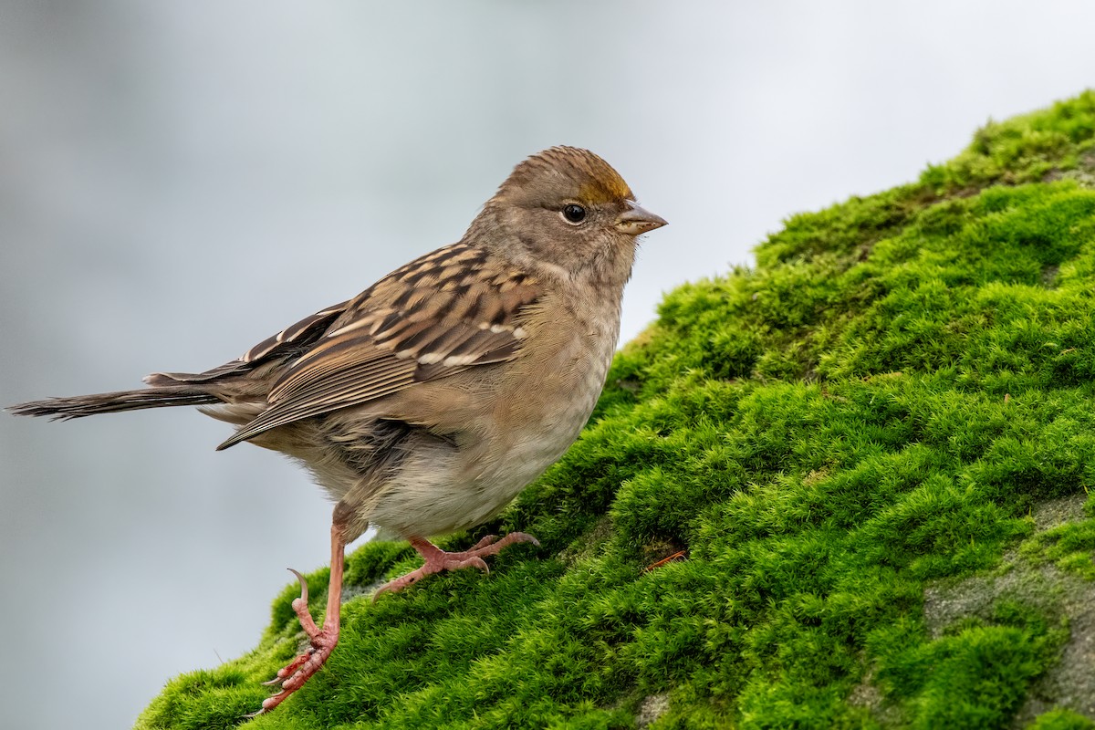 Chingolo Coronidorado - ML646867792