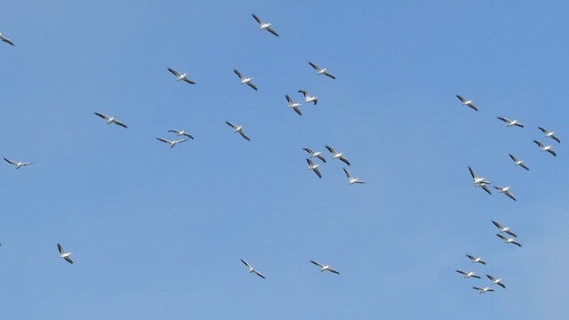 Pelikano zuri amerikarra - ML646867793