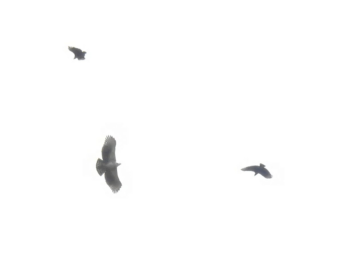 Black-and-chestnut Eagle - ML646867798