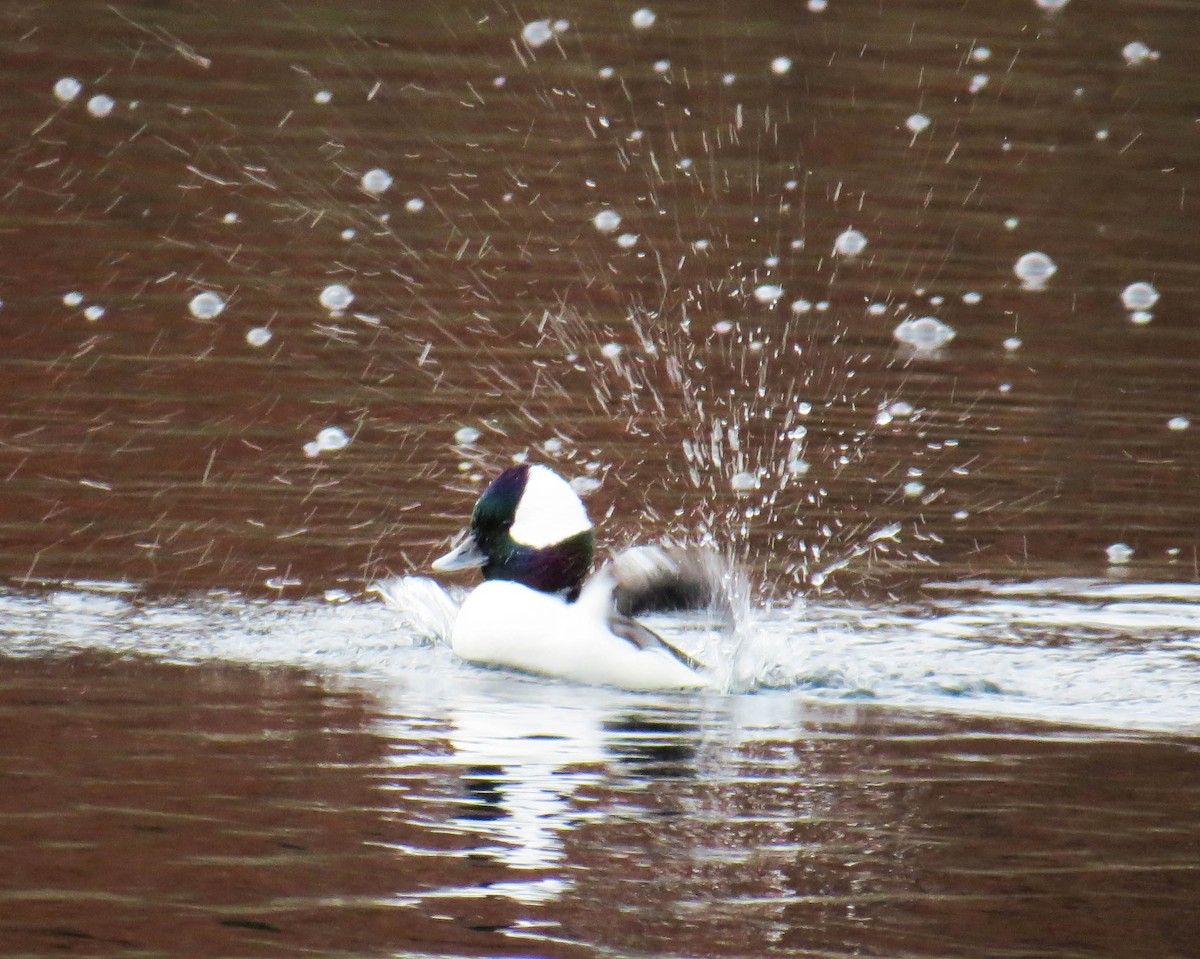 Porrón Albeola - ML646867799