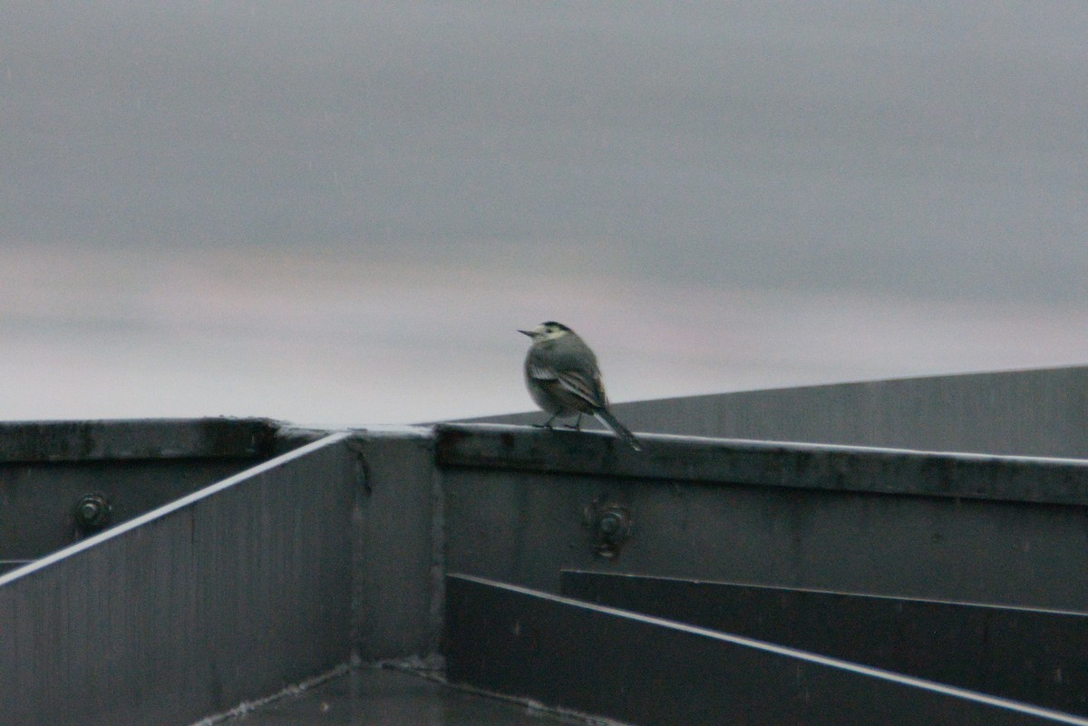 White Wagtail - ML646867801
