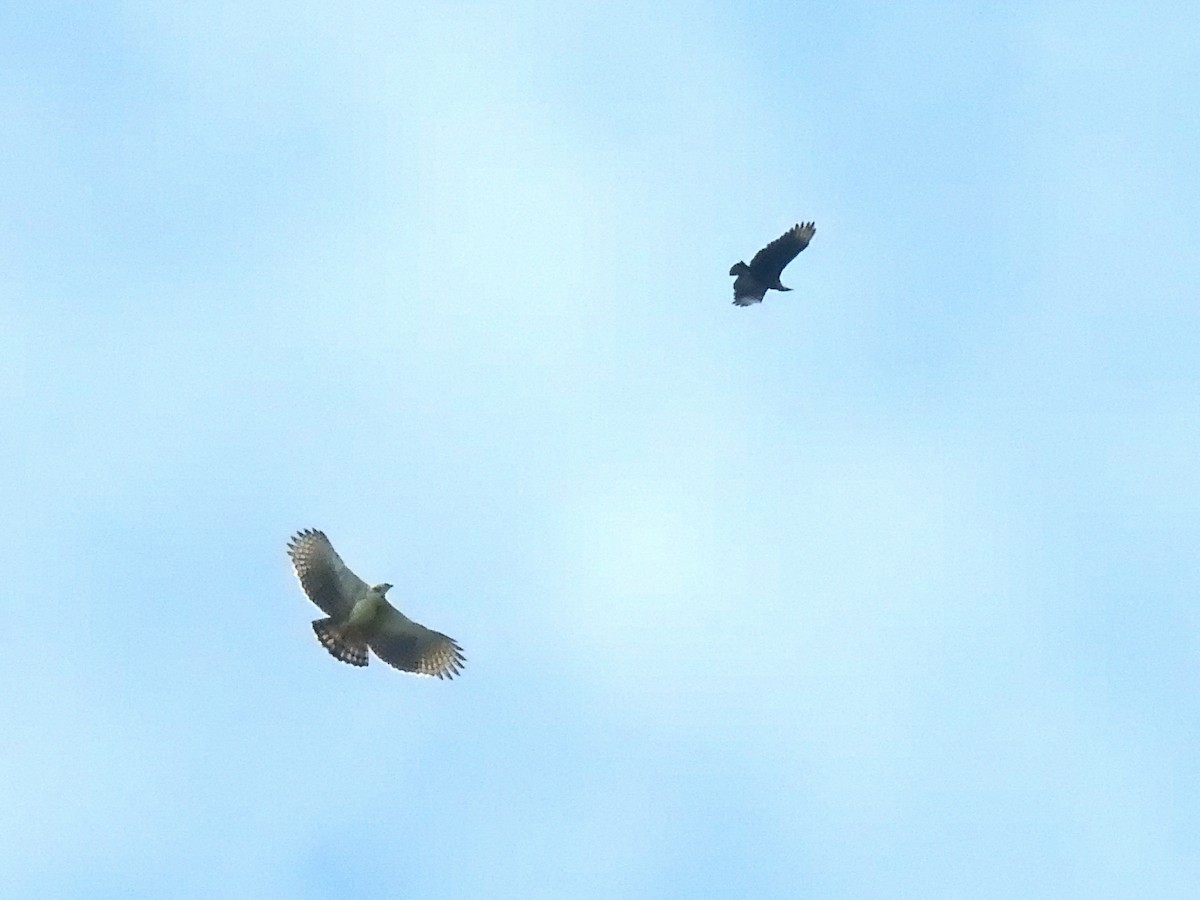 Black-and-chestnut Eagle - ML646867804