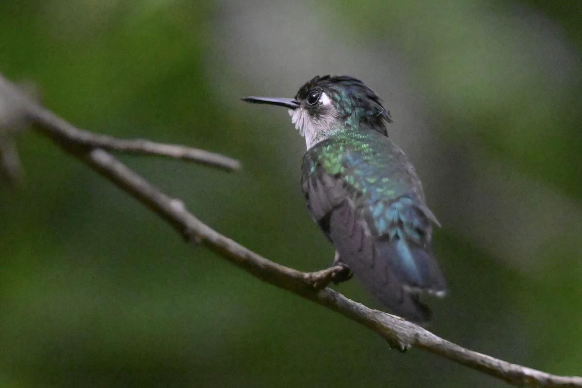 Mor Başlı Kolibri - ML646867809