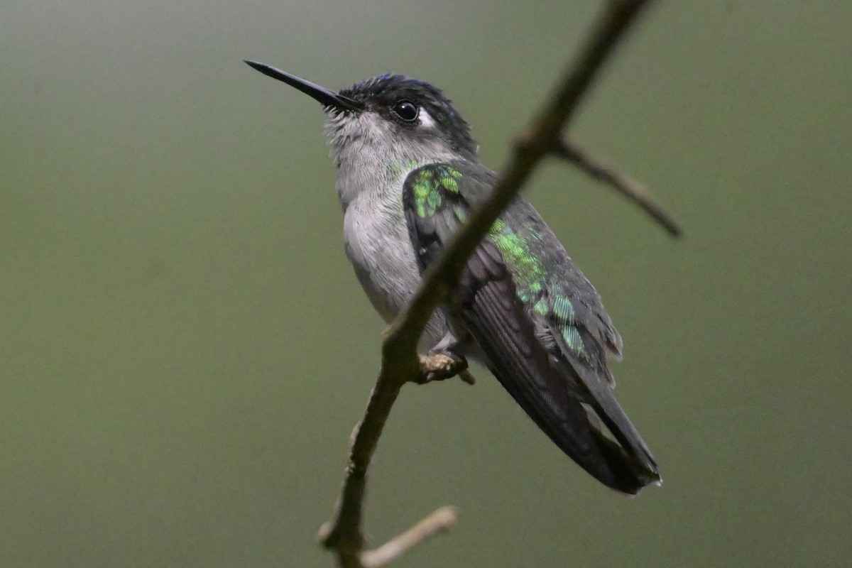 Mor Başlı Kolibri - ML646867810