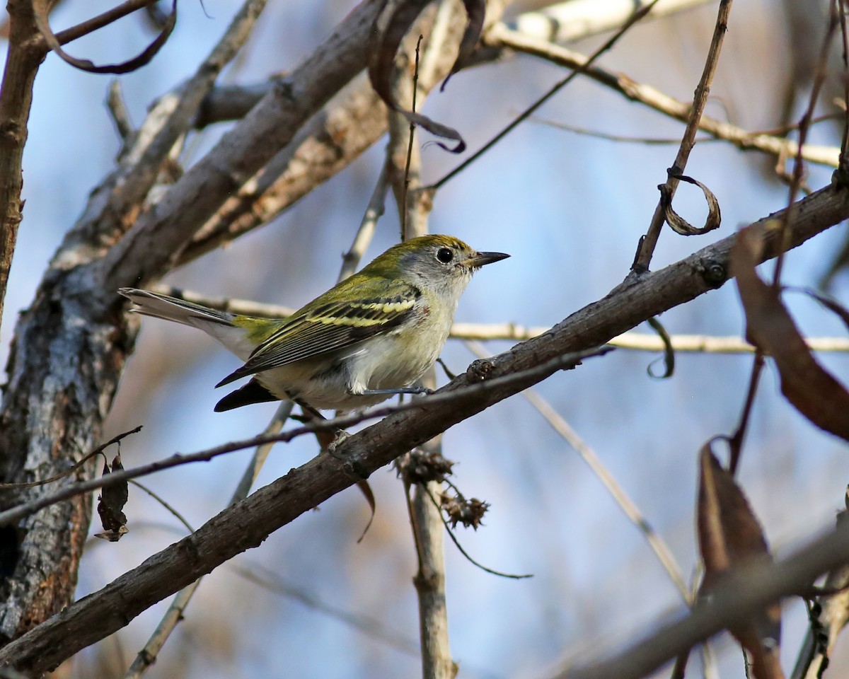 brunsideparula - ML646867813