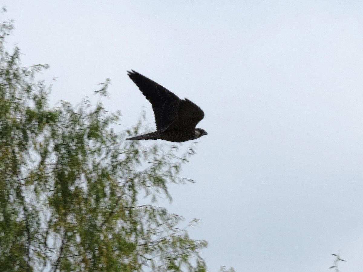 Сапсан - ML646867815