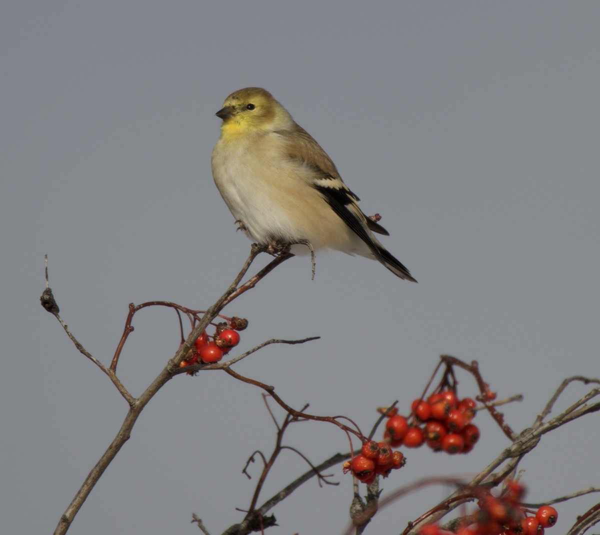 American Goldfinch - ML646867816