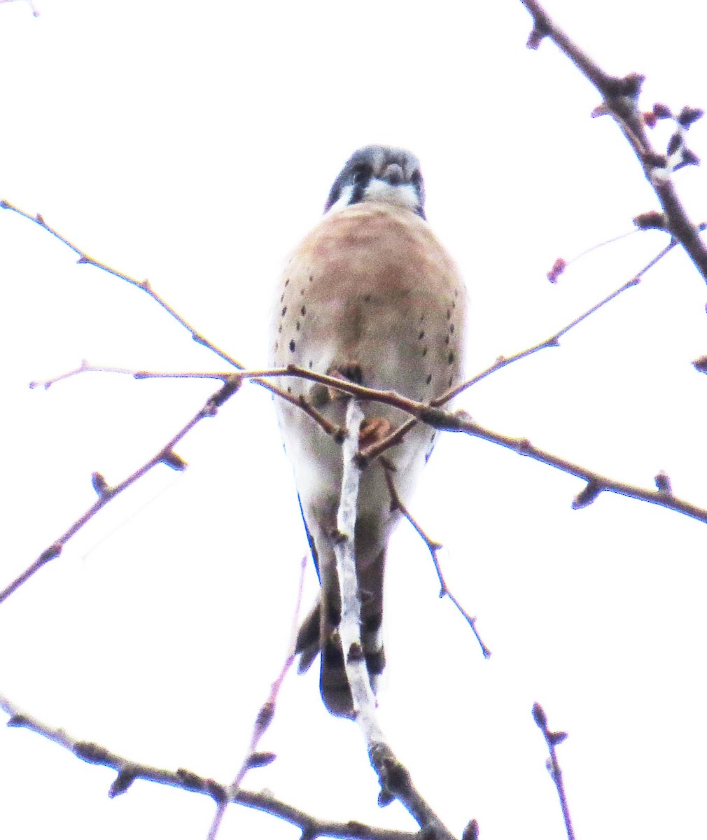 Cernícalo Americano - ML646867819