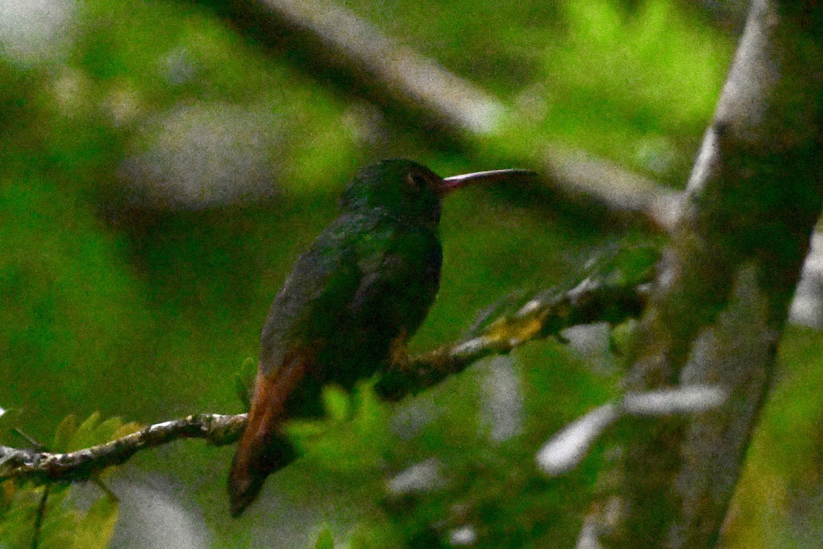 Kızıl Kuyruklu Kolibri - ML646867826