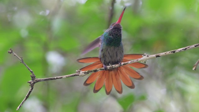 Rufous-tailed Hummingbird - ML646867827