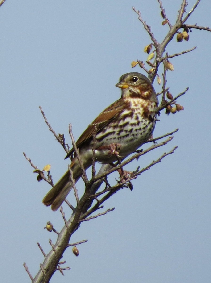 Пестрогрудая овсянка - ML646867832